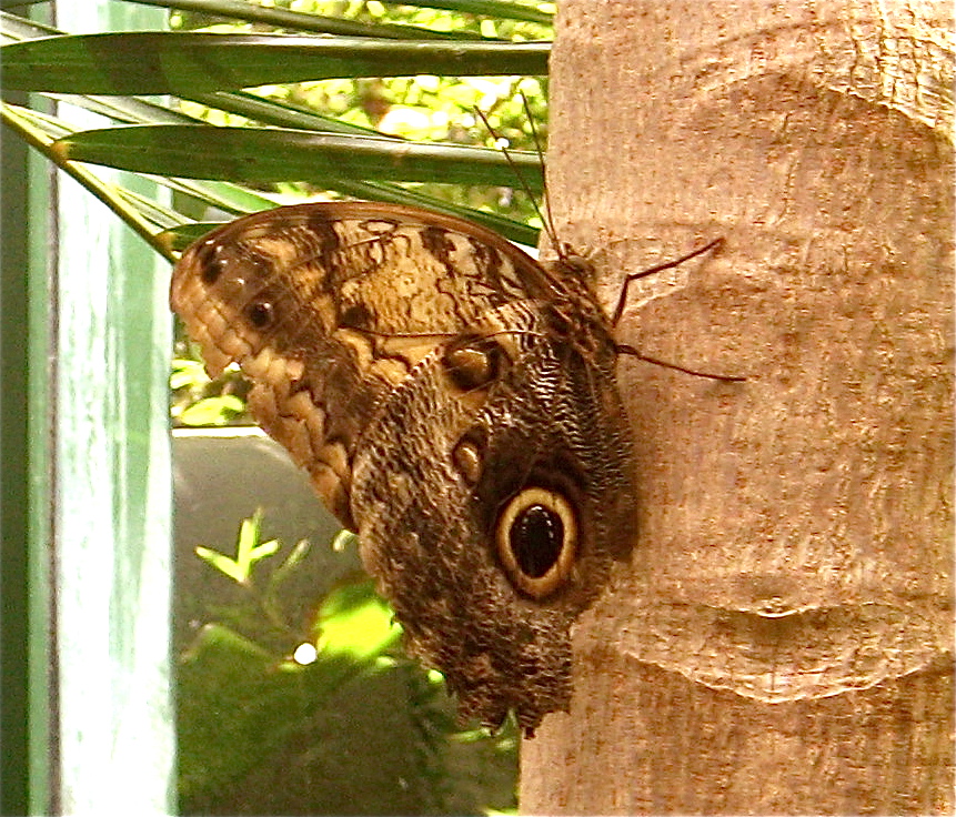 Hawk-Eye Butterfly