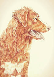 Nova Scotia Duck Tolling Retriever