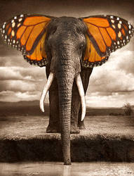 Elephantbutterfly