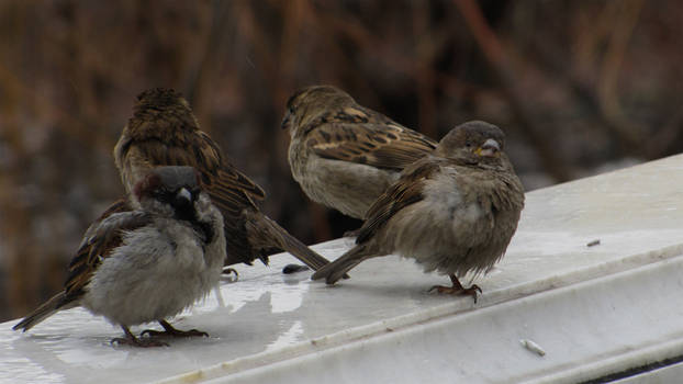 Moscow City Birds