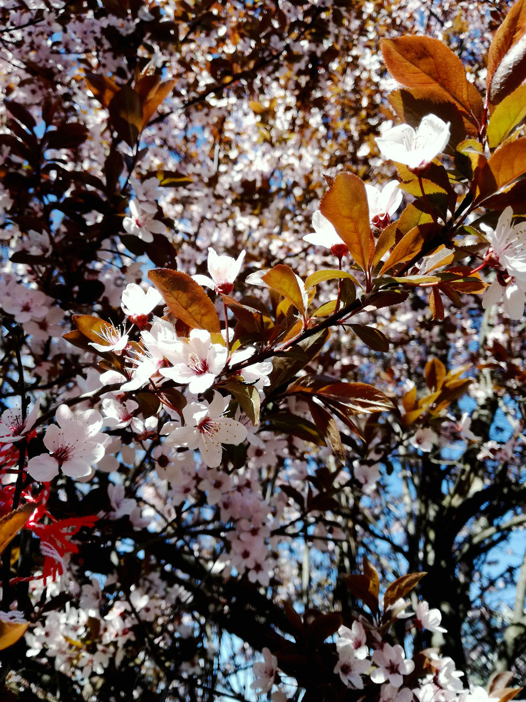 Spring Blossoms