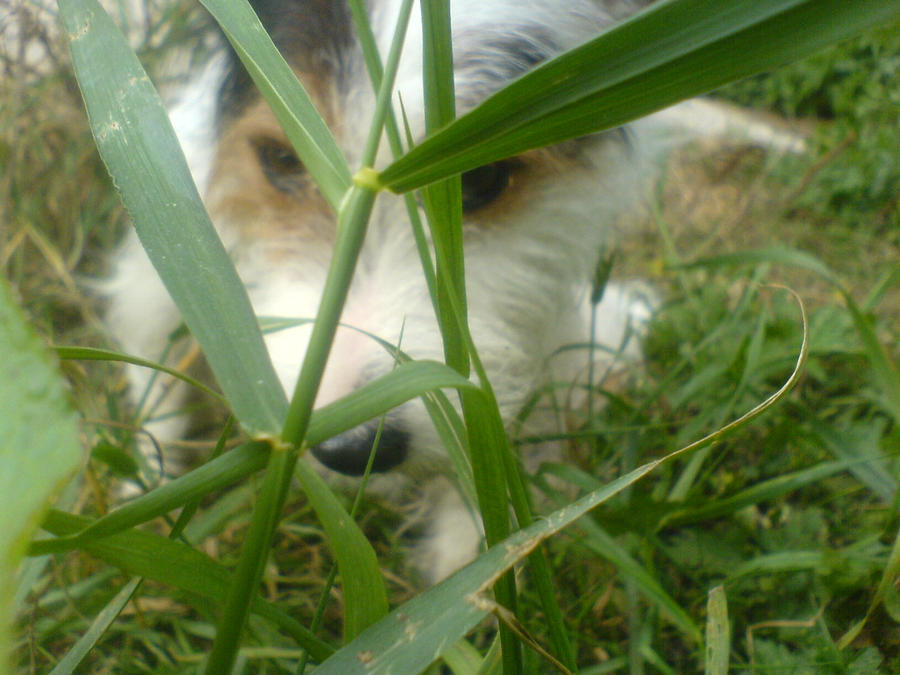 Ollie Thru Grass 1 by squashynose on DeviantArt