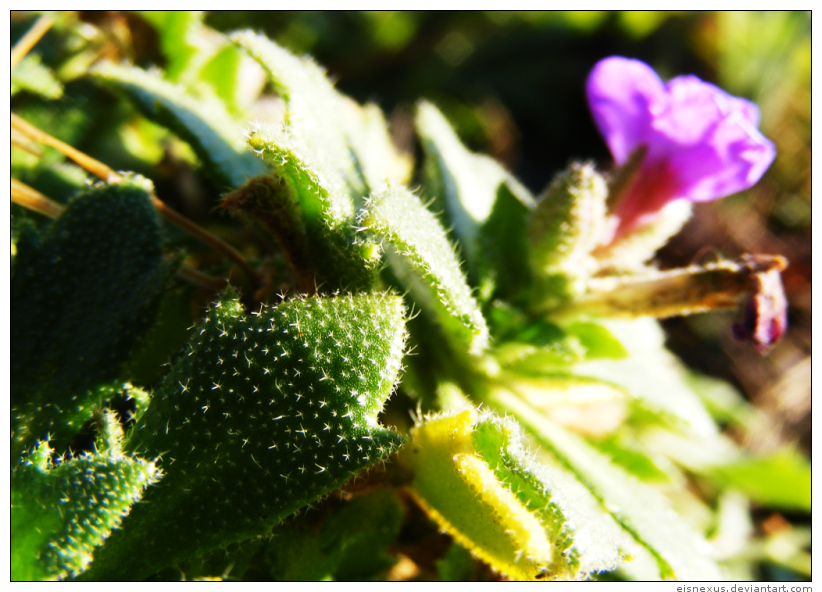 microflowers