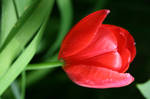 Red Tulip by Passion4Photos