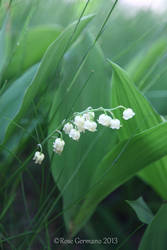 Lily Of The Valley