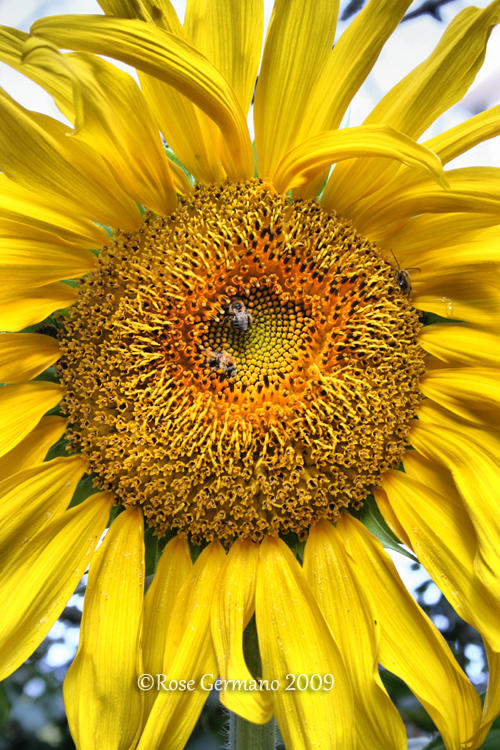 Sunflower III by Passion4Photos