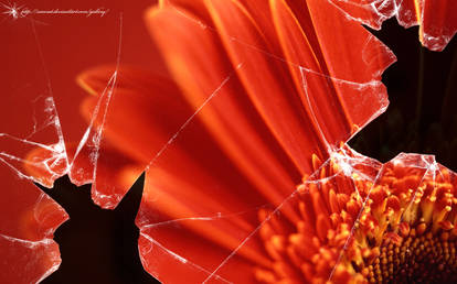 Broken vista red flower