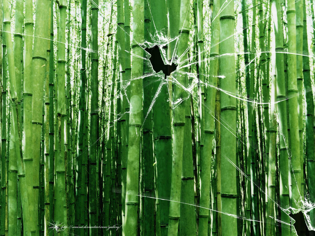 Broken vista bamboo trees by CypherVisor