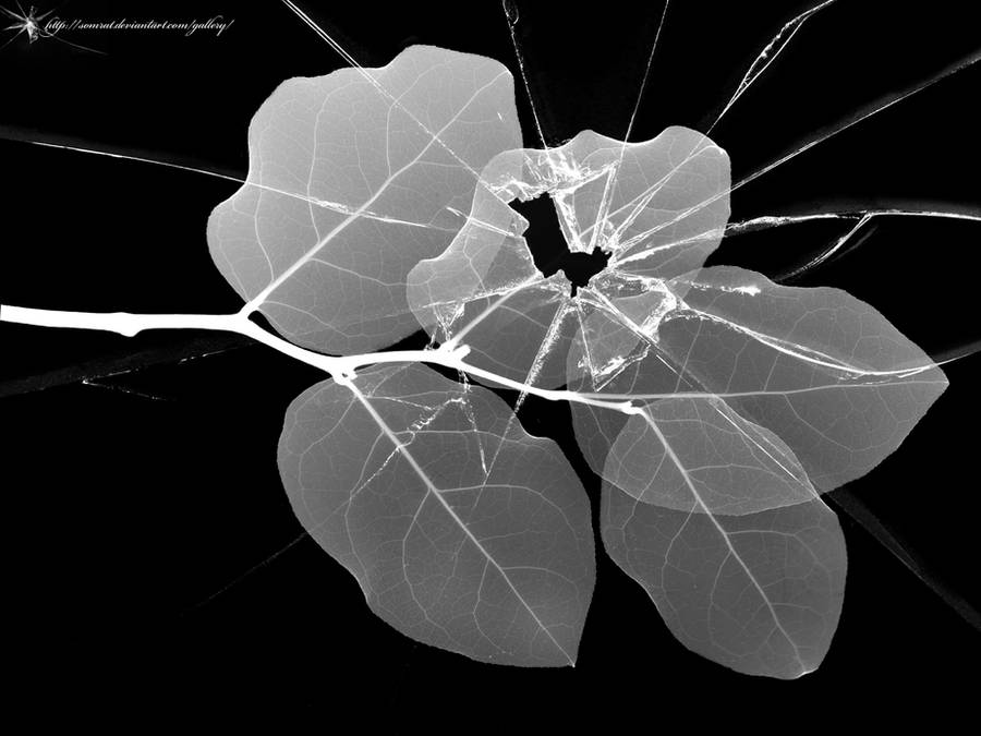 Broken vista leaf by CypherVisor