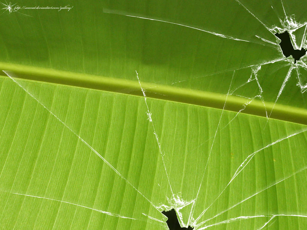 Broken vista banana leaf by CypherVisor