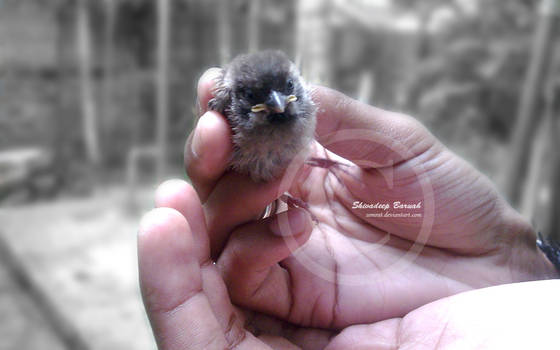 Baby Sparrow 2