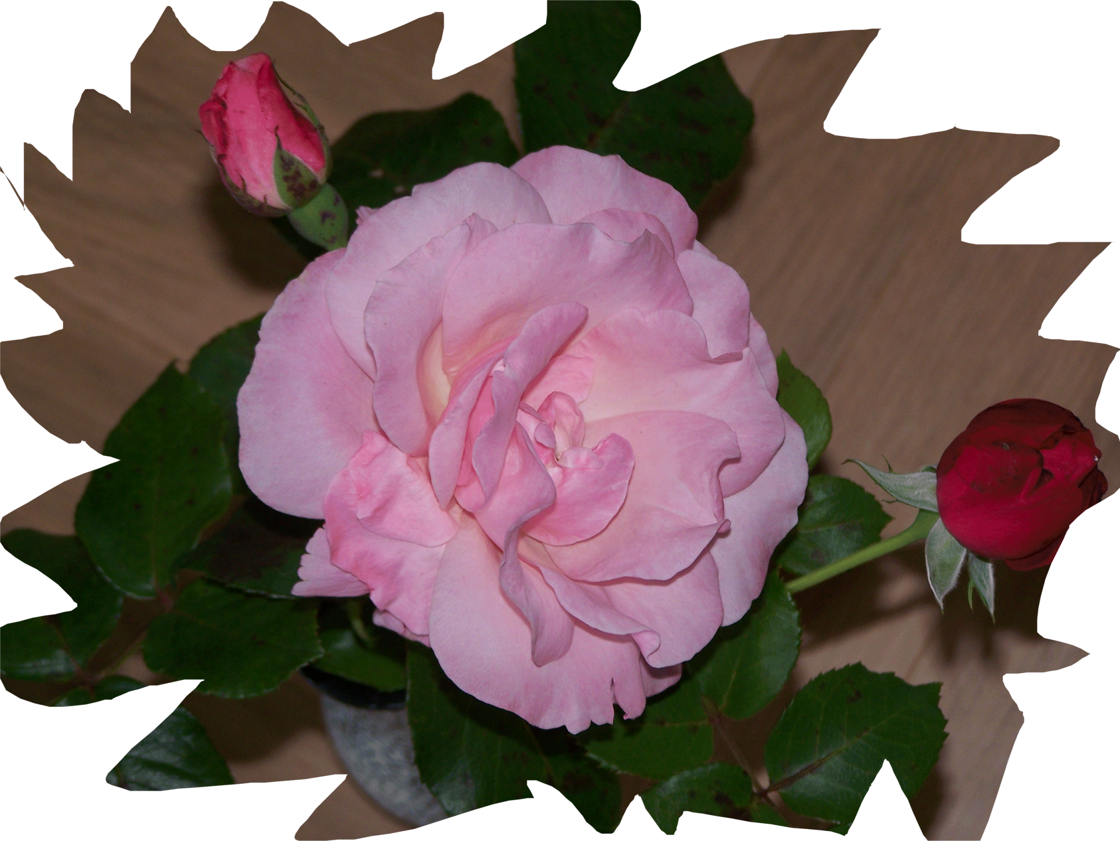 Rose