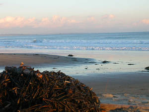 Seaweed Sunset