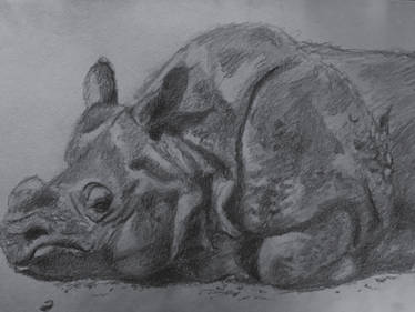 The Rock: Quick Indian Rhino sketch