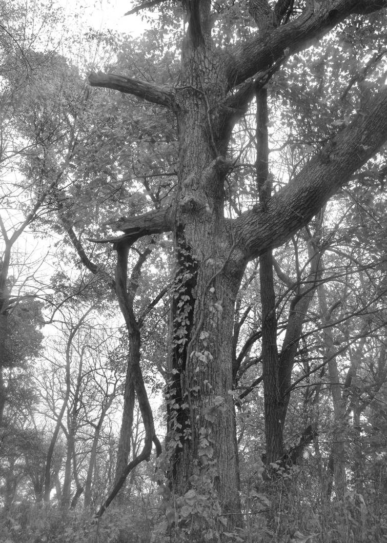 bw tree by SvartAlvor on DeviantArt