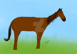 Horse (Colour) 