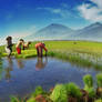 Indonesian Rice Filed