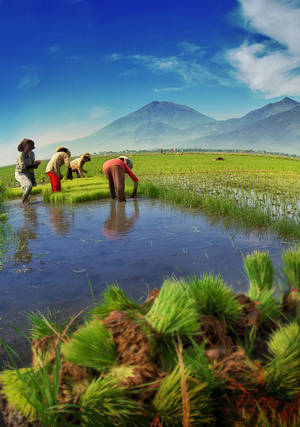 Indonesian Rice Filed