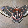 Lovely Lady, Cecropia Moth