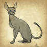 Sphynx cat sketch