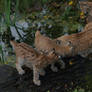 lynx with cubs