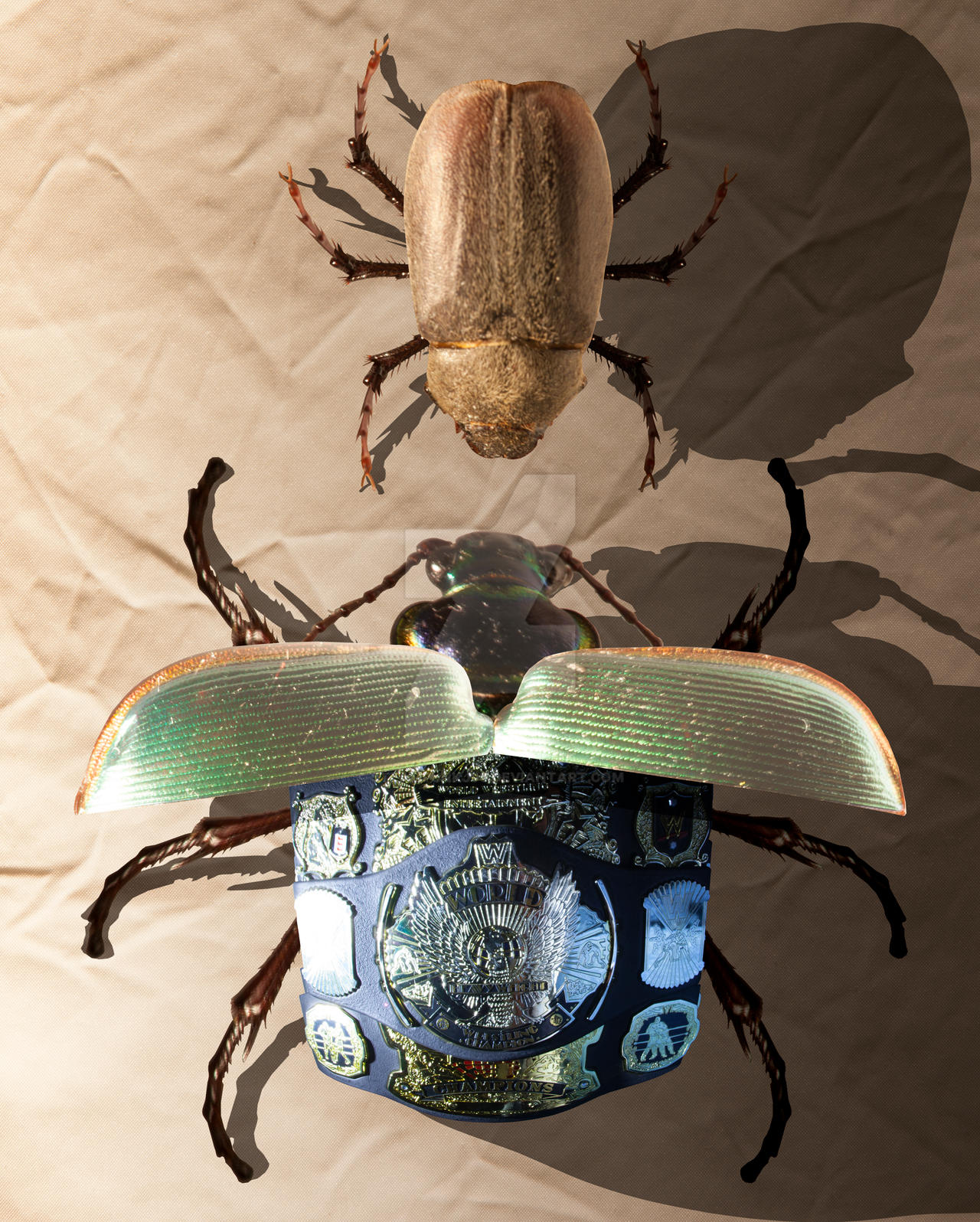 Wrestler Insect Pro Wrestling Beetles by steampunkj90 on DeviantArt
