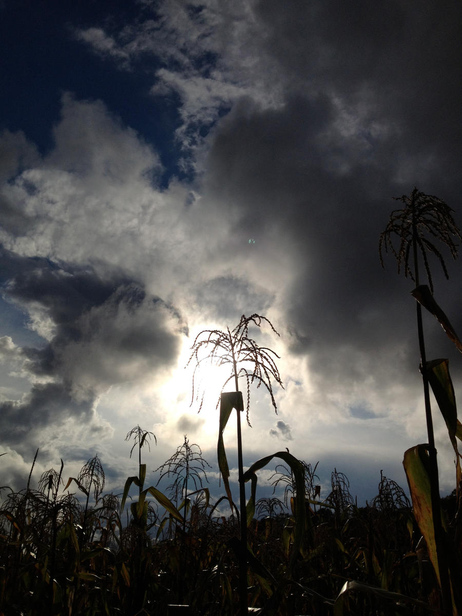 Maze of Maize