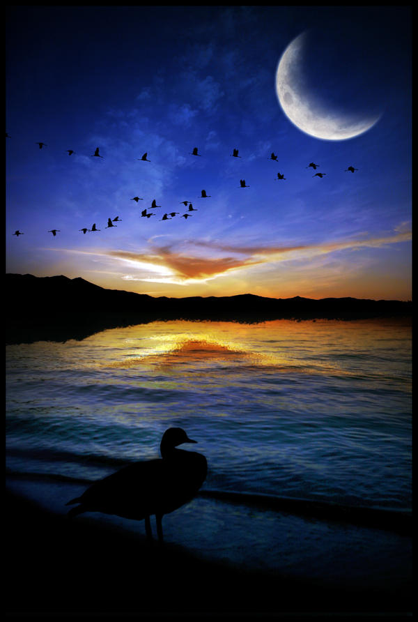 Ducks Moon 2