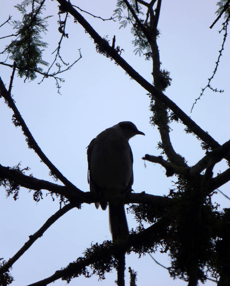 Shadow of the mocking bird by eviceral on DeviantArt