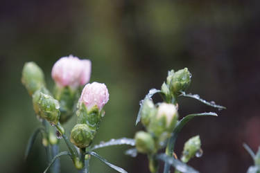 Spring Flowers