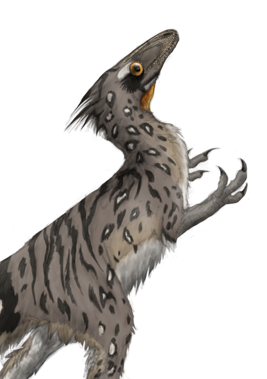 Sinocalliopteryx gigus