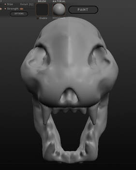 Cat Skull