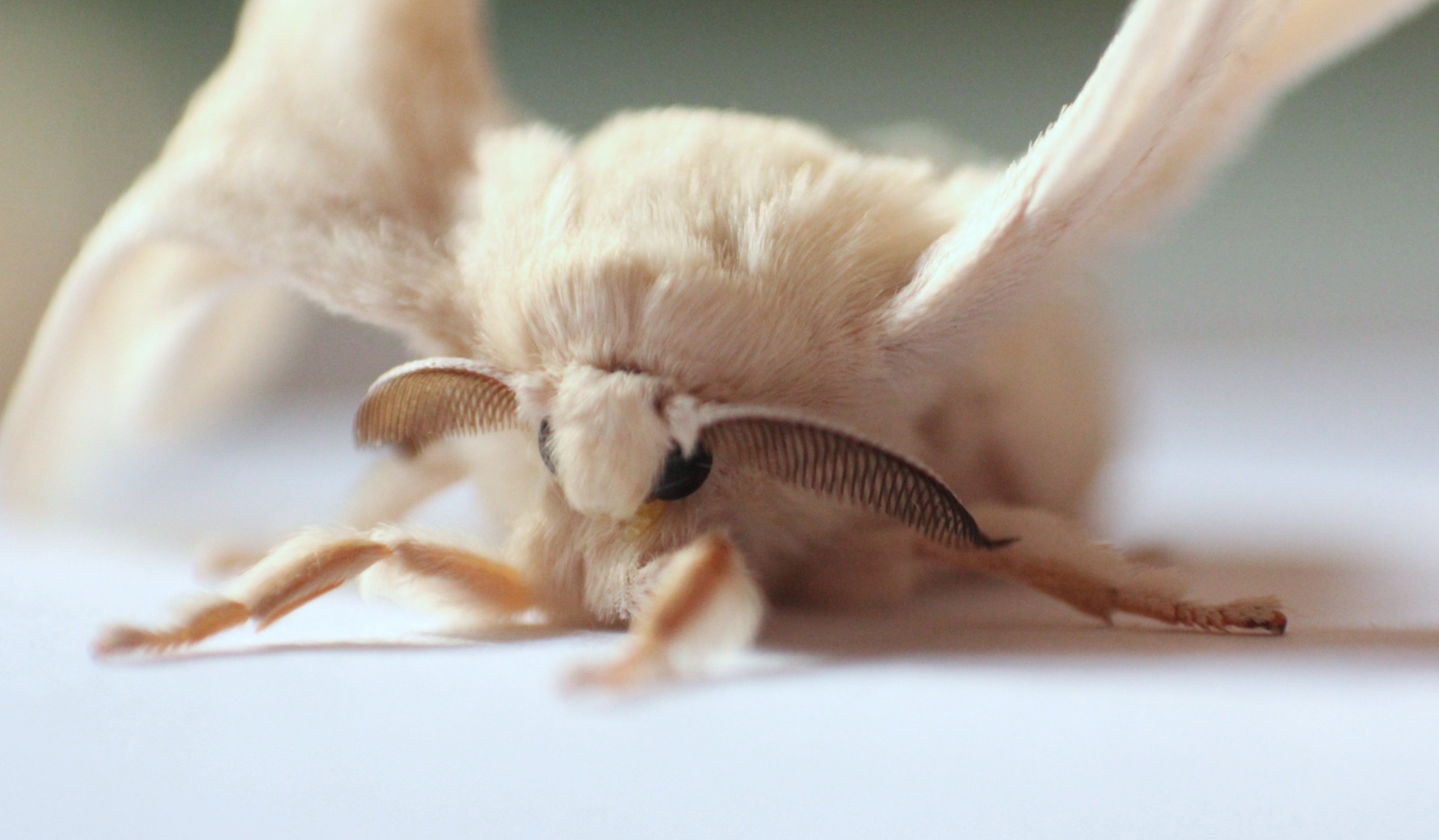 Silkworm Moth Macro