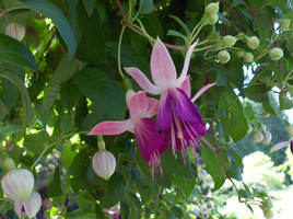 Flower_stock_1