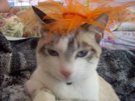 cat stock 3