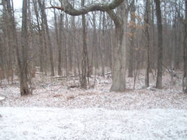 winter forest 10