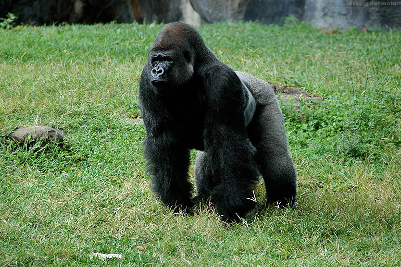 Silverback 1 by DickPig on DeviantArt