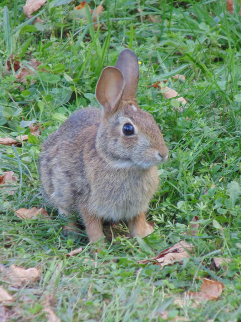 Whitetail Rabbit I by chickadee-studio on DeviantArt