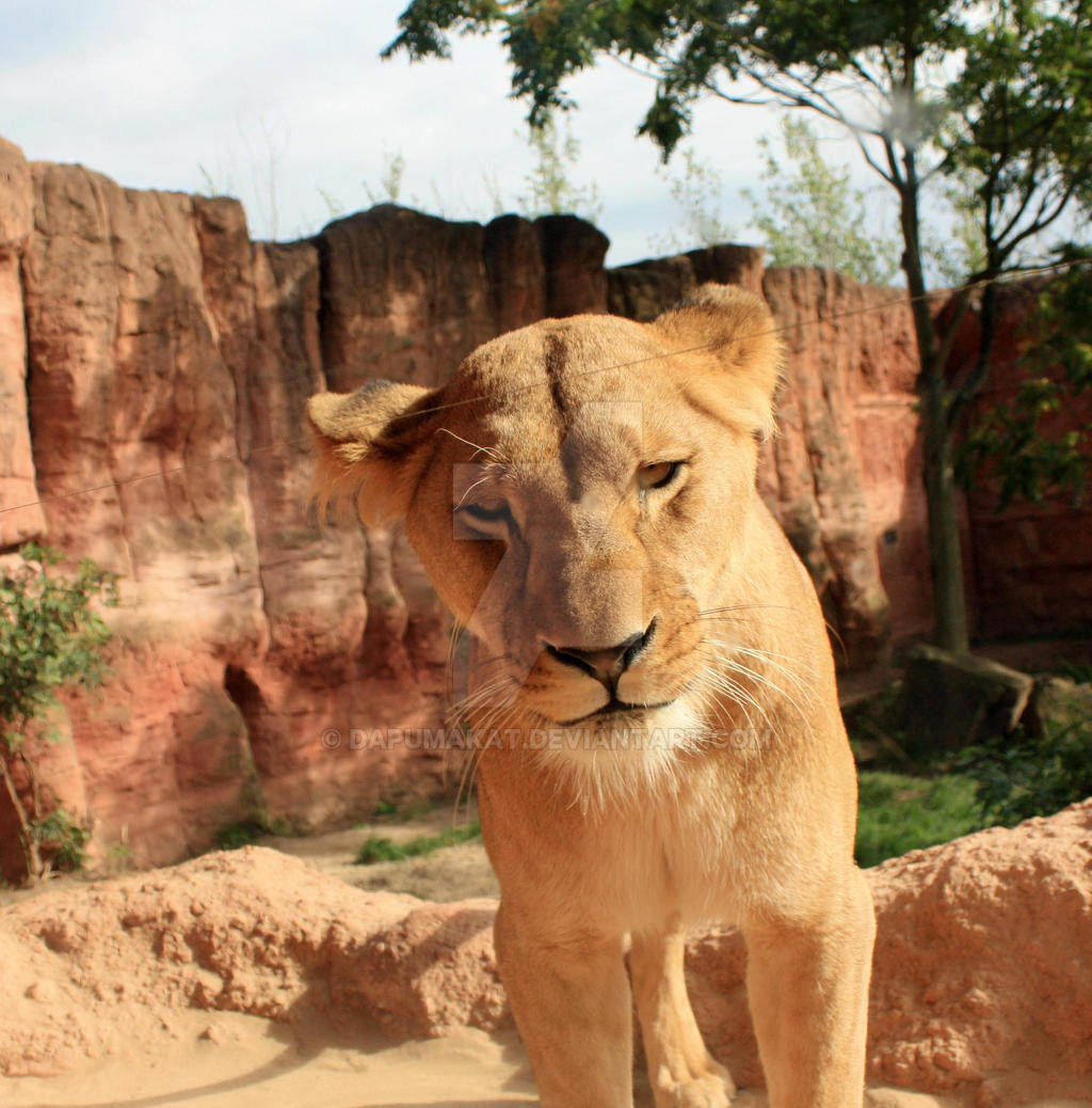 Lioness - You could be food