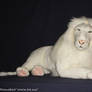 Hansa - Rare Large adult White Lion plush (Kimba)