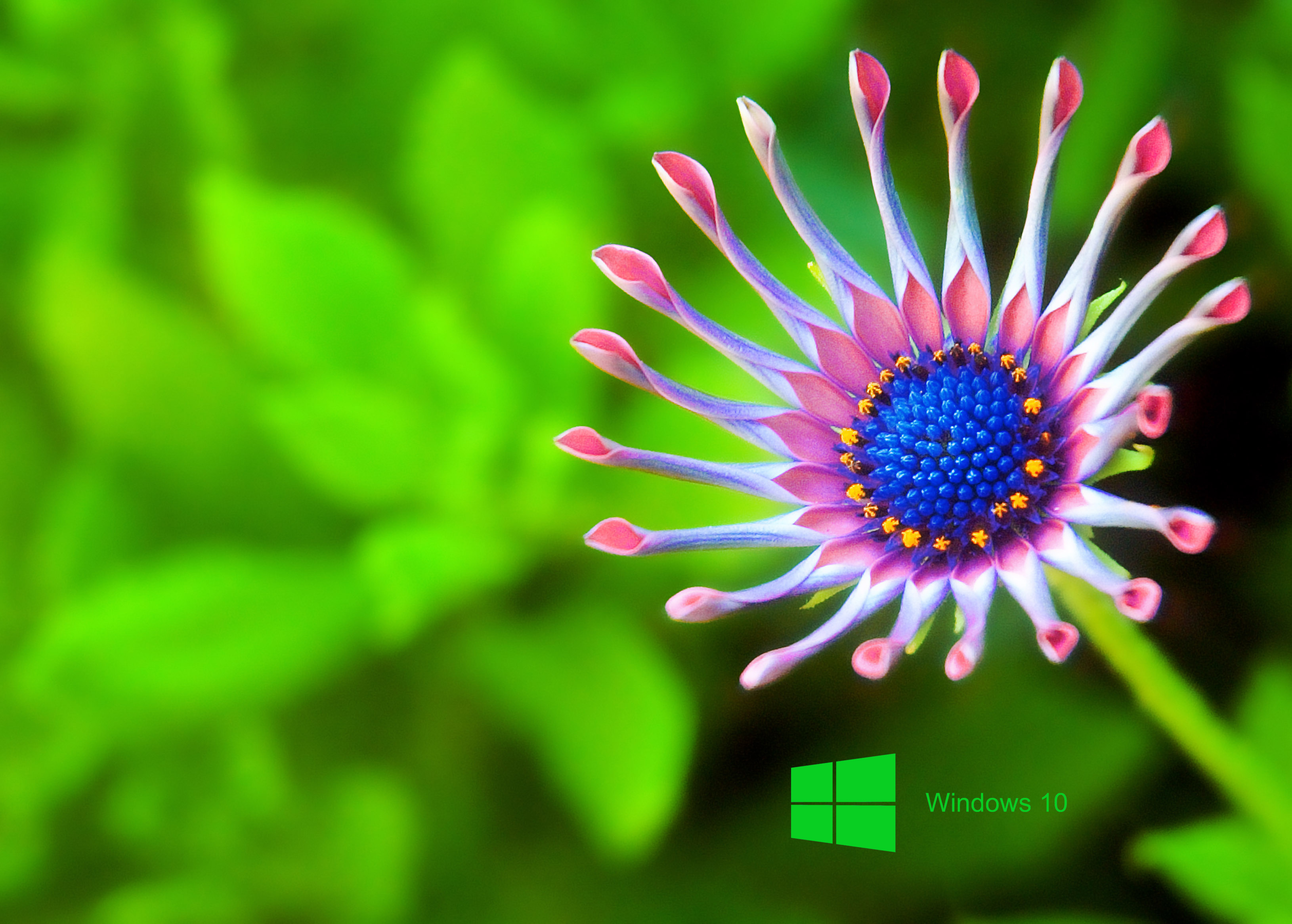 wallpapers Nature Hd Wallpapers For Laptop Windows 10 nature fx windows 10 edition by