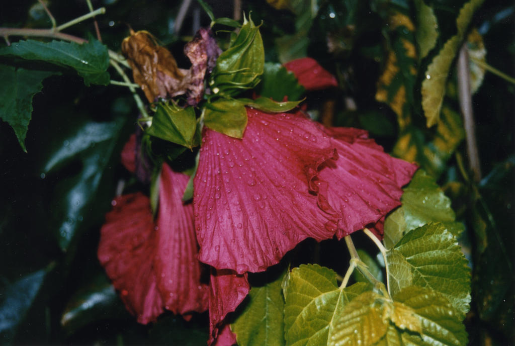 hibiscus