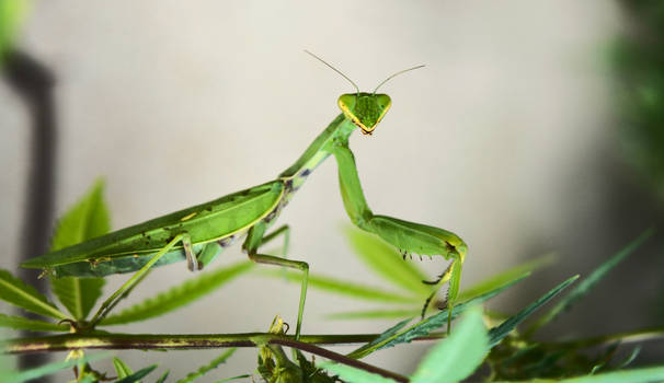 Unexpected contact