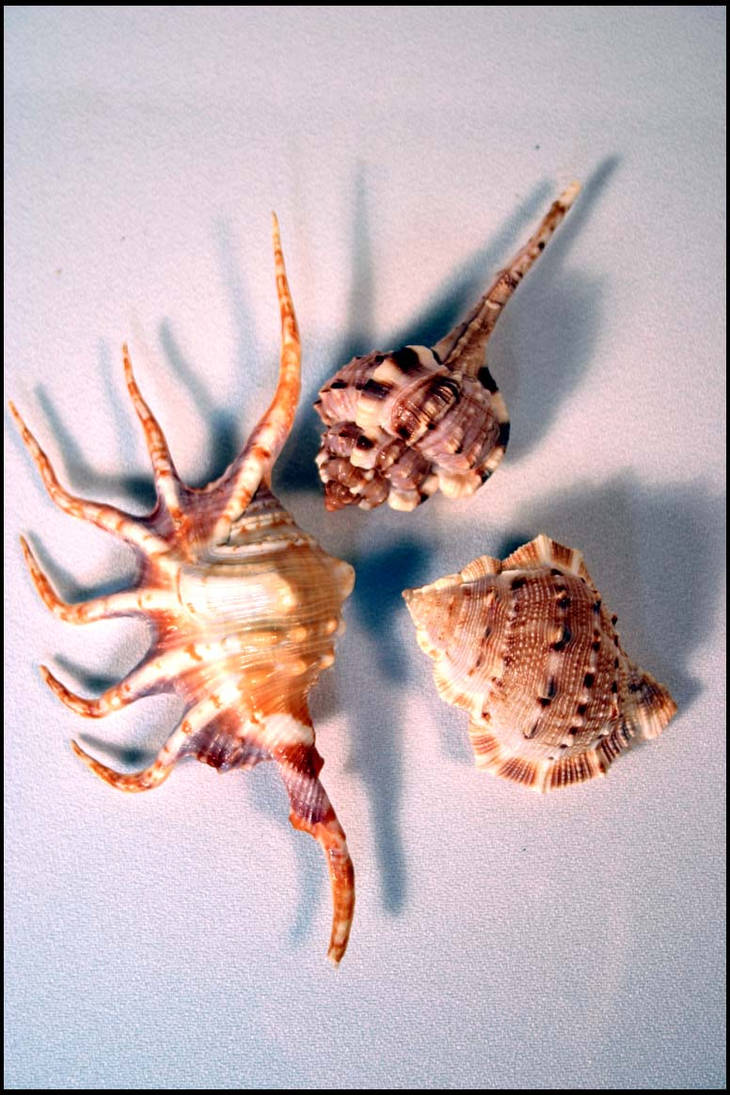 Shells - III by vortexcycle on DeviantArt