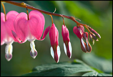 Bleeding Hearts