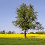 Baum - Tree