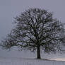 Tree in the snow