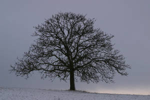 Tree in the snow