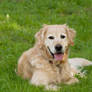 Golden Retriever 5