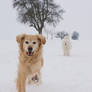 dogs in the snow2